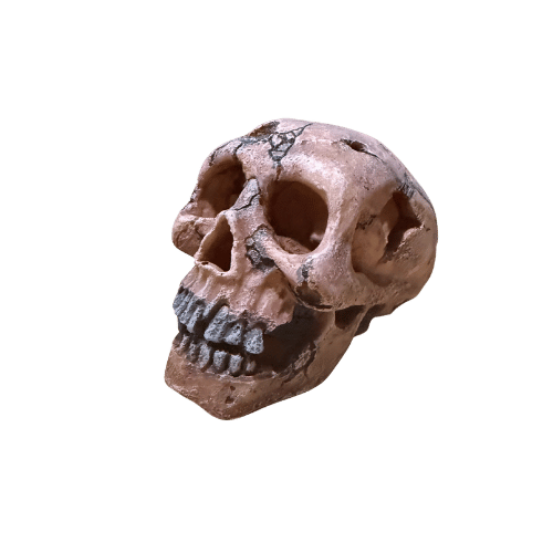 Dekorativna lobanja za terarijum