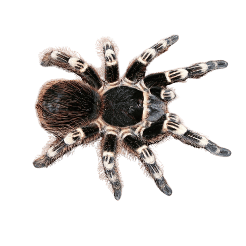 Acanthoscurria geniculata tarantula NS REPTILES