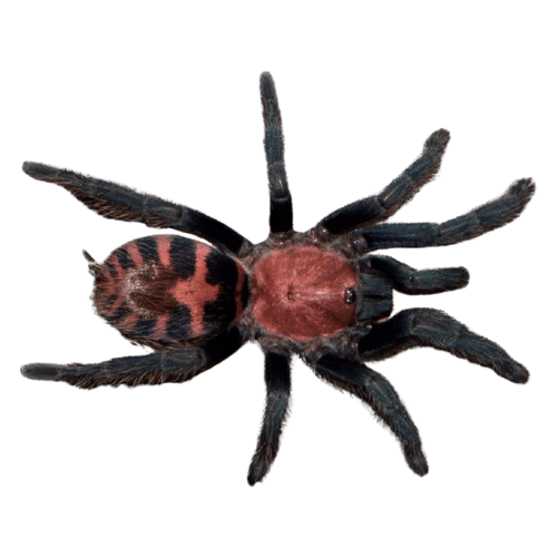 Davus pentaloris tarantula NS REPTILES