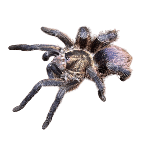 Phormictopus auratus tarantula NS REPTILES